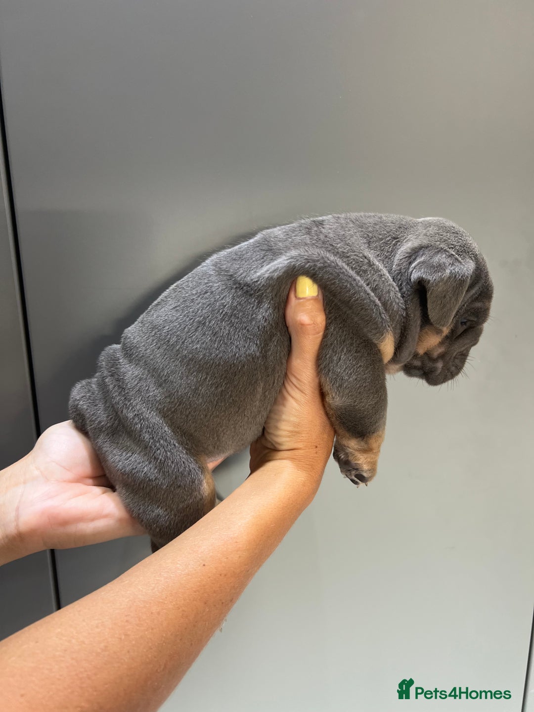 English Bulldog dogs for sale: English Bulldog Puppies - Image 12