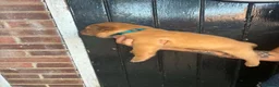 Dogue De Bordeaux dogs for sale: Dogue de Bordeaux Puppies - Advert 2