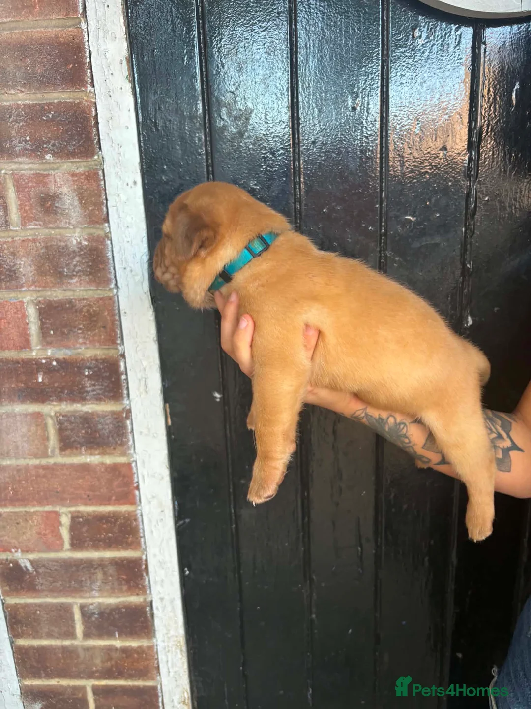 Dogue De Bordeaux dogs for sale: Dogue de Bordeaux Puppies - Advert 2