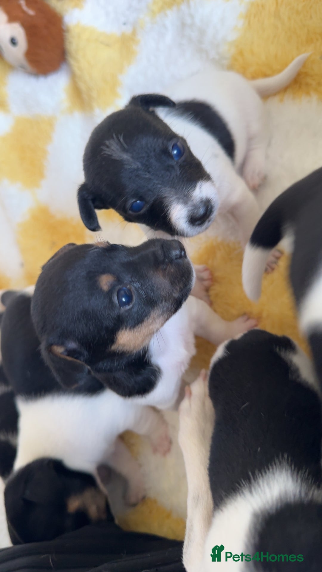 Jack Russell dogs for sale: Jack russell pups - Image 8