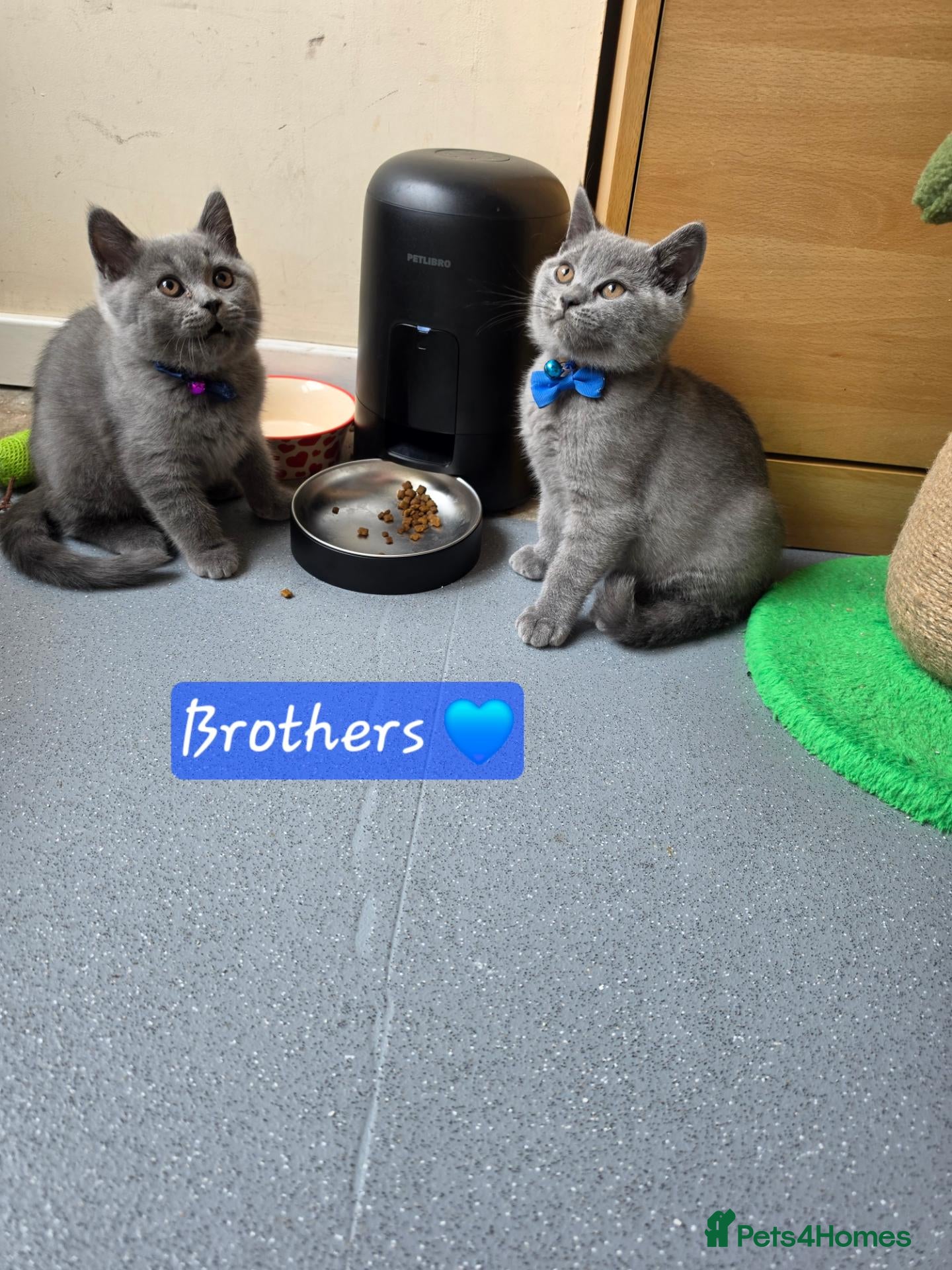 British Shorthair cats 2 straight ear boys and 4 fold girls,fluffy 🐾🐈‍⬛ - Advert 1