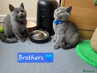 British Shorthair cats 2 straight ear boys and 4 fold girls,fluffy 🐾🐈⬛ - Advert 1