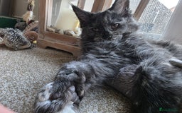 Maine Coon cats for sale: Beautiful Pedigree Maine Coon Kitten - 1 Left - Image 12