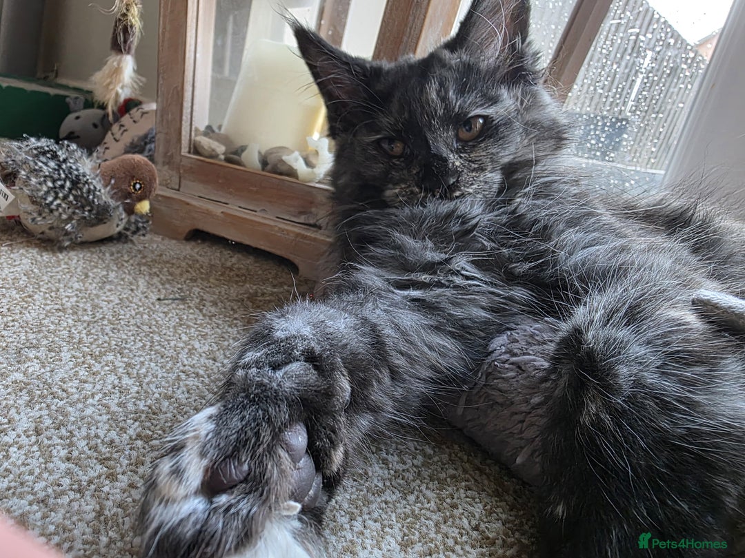 Maine Coon cats for sale: Beautiful Pedigree Maine Coon Kitten - 1 Left - Image 12