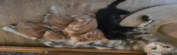 Mixed Breed cats for sale: Cute kittens looking for a new home  - Advert 26