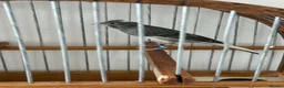 Canaries birds for sale: Canarie - Advert 3