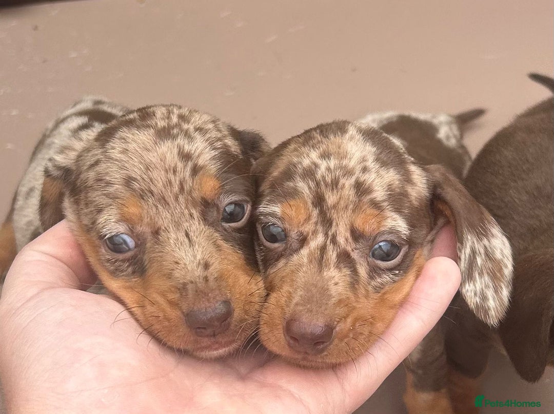 Dachshund dogs for sale: 6 beautiful dachshund puppies!!! - Image 14