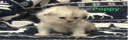 Persian cats for sale: 5 gorgeous PKD Negative Chinchilla Persian kittens - Advert 4