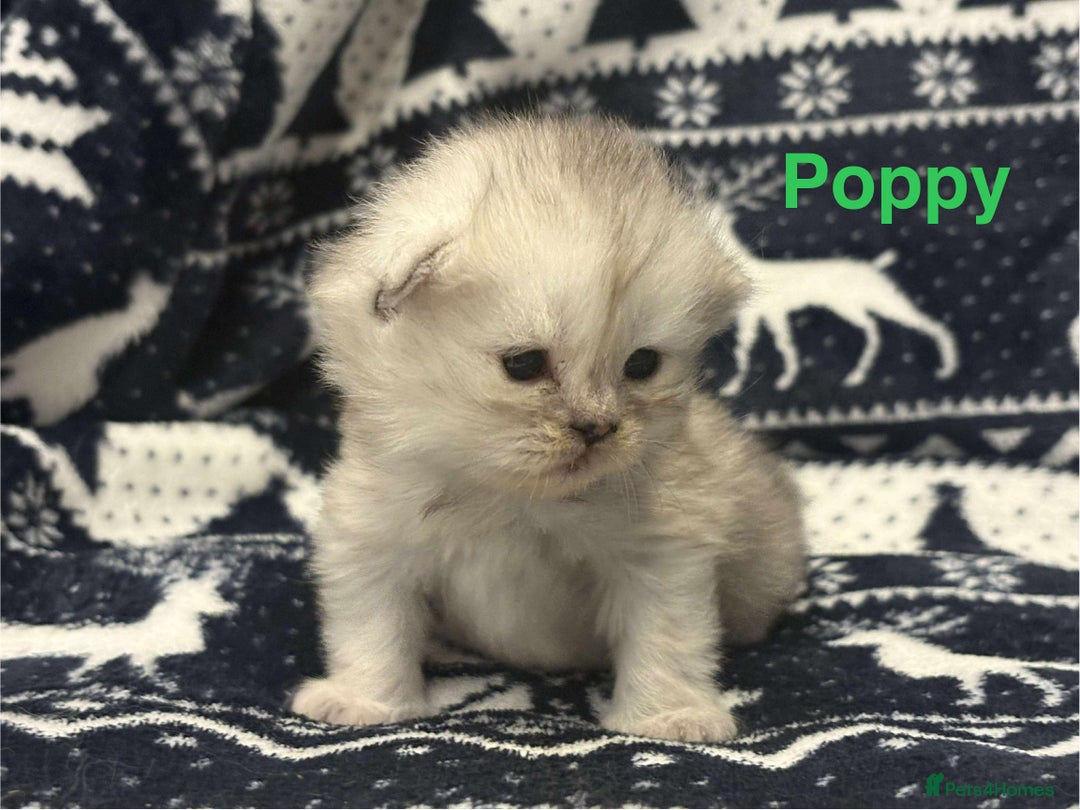 Persian cats for sale: 5 gorgeous PKD Negative Chinchilla Persian kittens - Advert 4