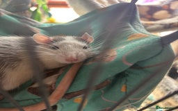 Rat rodents for sale: Roan/Husky boys for sale! - Image 8