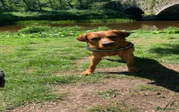 Labrador Retriever dogs for stud: KC Fox Red Lab. 37KG. Proven + strong health tests - Image 3