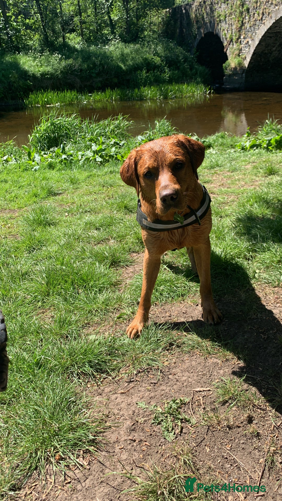 Labrador Retriever dogs for stud: KC Fox Red Lab. 37KG. Proven + strong health tests - Image 3