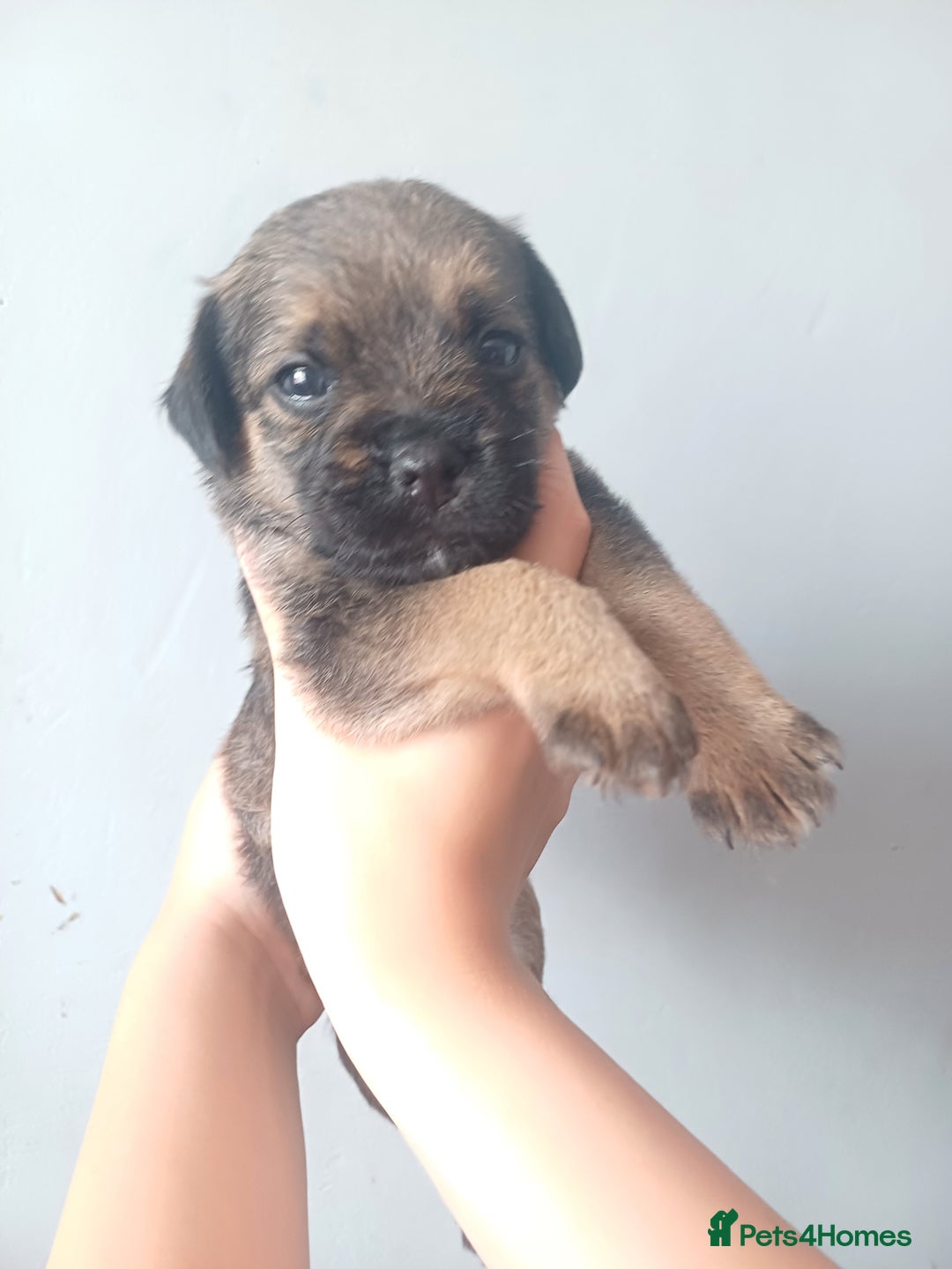 Border Terrier dogs for sale: Slem clear stunning boarder terrier puppies  - Image 4