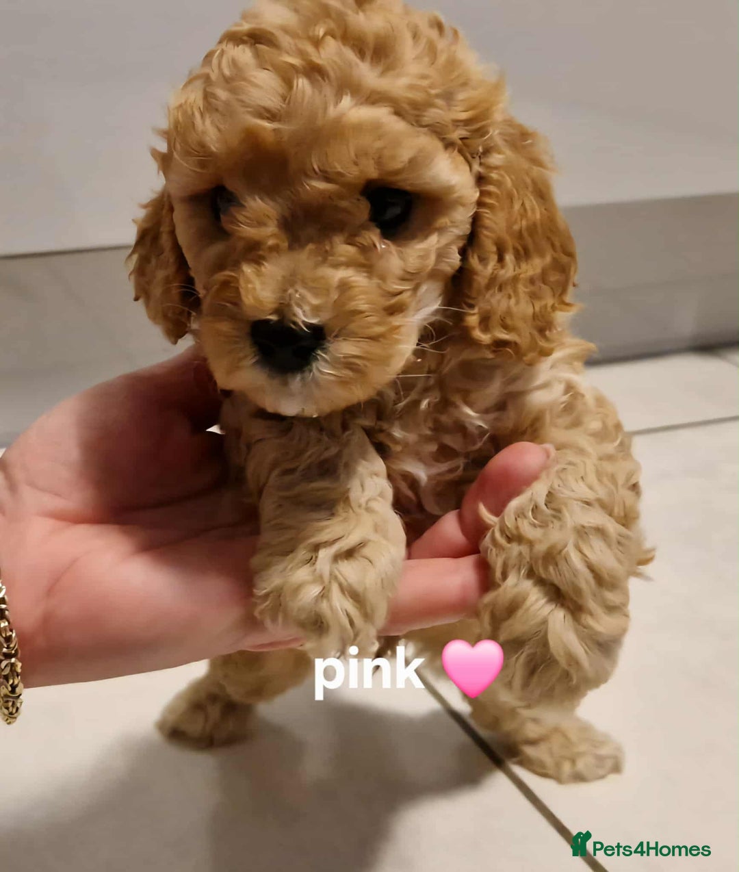 Cavapoo dogs for sale: Beautiful F1b cavapoo 💚💙🩷 - Image 9