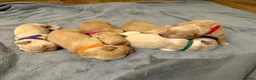 Golden Retriever dogs for sale: Beautiful KC Registered Golden Retriever Puppies. in Fordingbridge - Advert 4