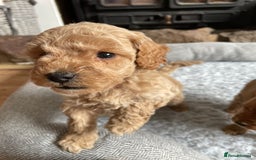 Cockapoo dogs for sale: F1B TOY COCKAPOO PUPPIES - Image 16