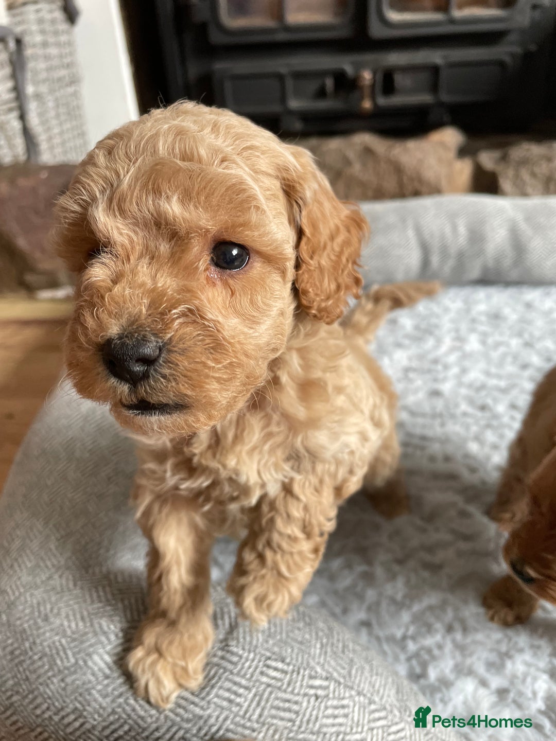 Cockapoo dogs for sale: F1B TOY COCKAPOO PUPPIES - Image 16
