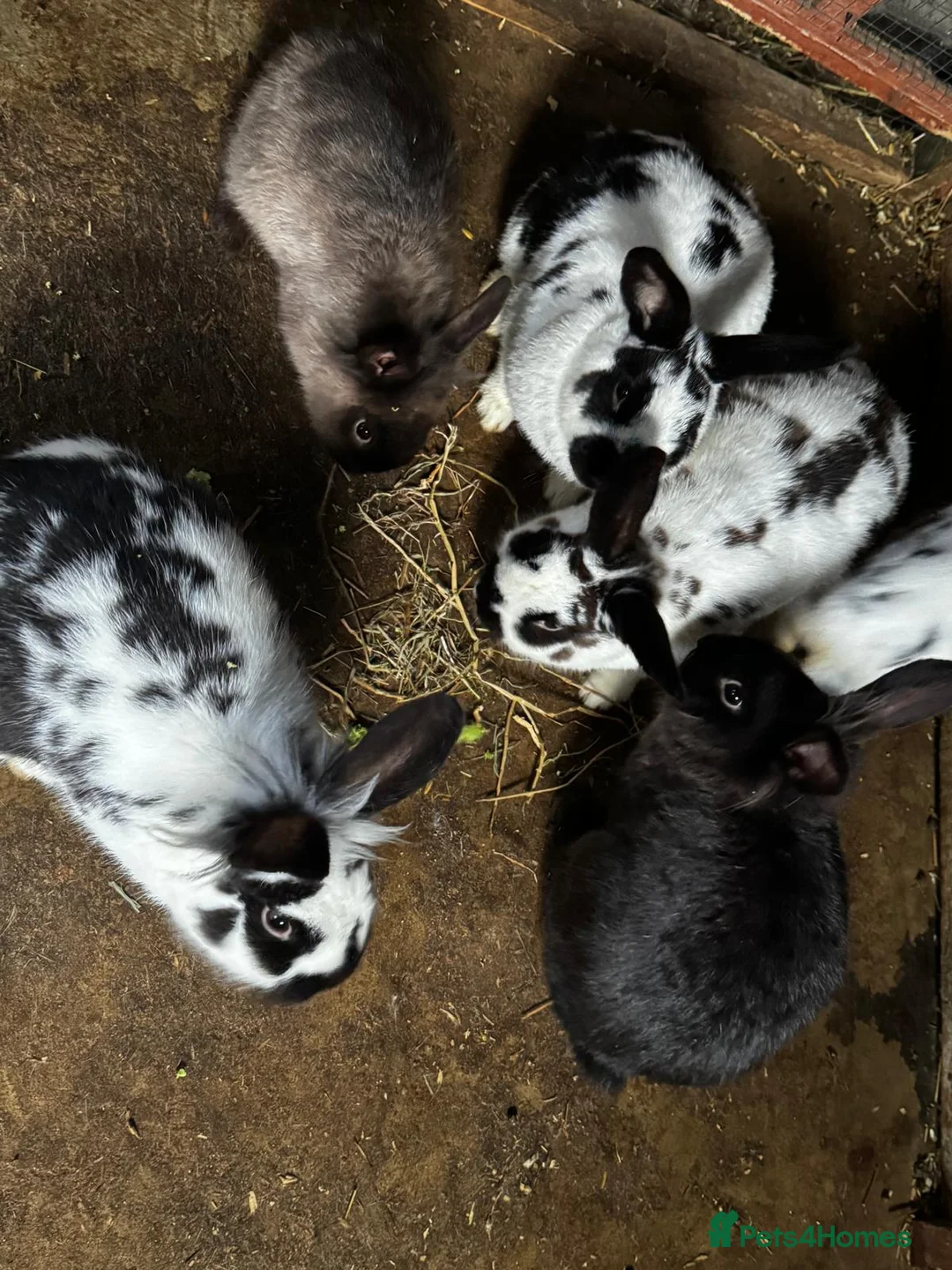 Continental Giant rabbits for sale: Continental Giant Rabbits - Advert 3