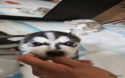 Siberian Husky dogs for sale: Syberian Huskies Male and Female - Image 14