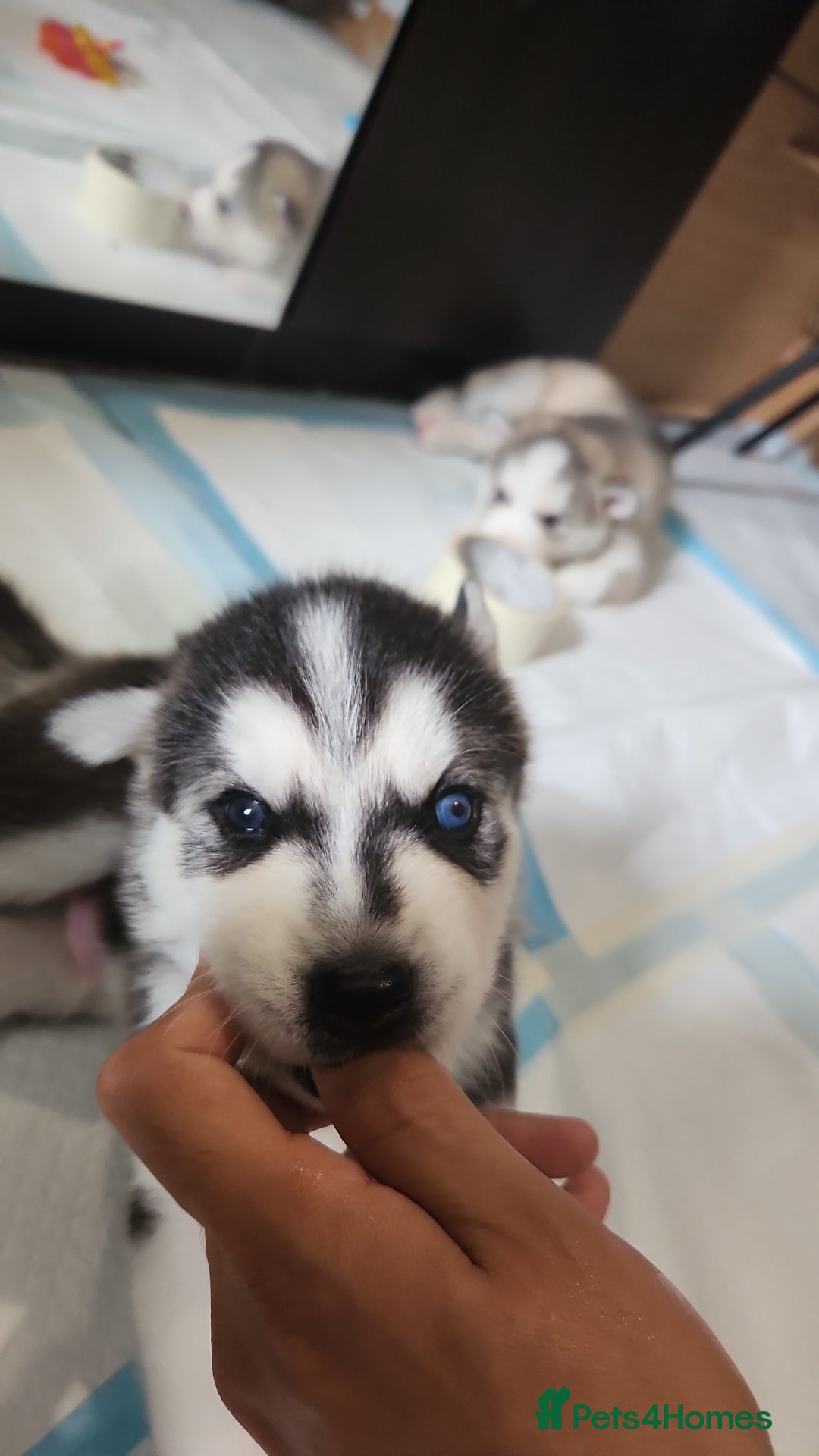Siberian Husky dogs for sale: Syberian Huskies Male and Female - Image 14