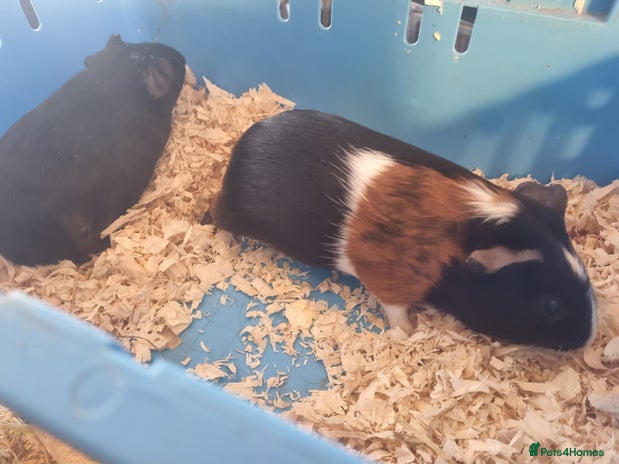 Guinea Pig rodents - Advert 5