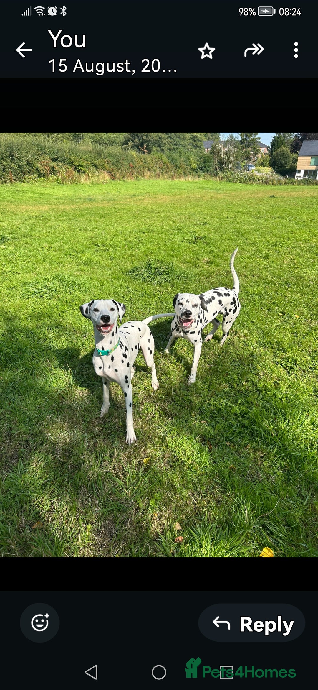 Dalmatian dogs for sale: Delightful Dalmation looking for Love - Advert 8