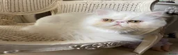 Persian cats for sale: Persian boy  - Advert 6