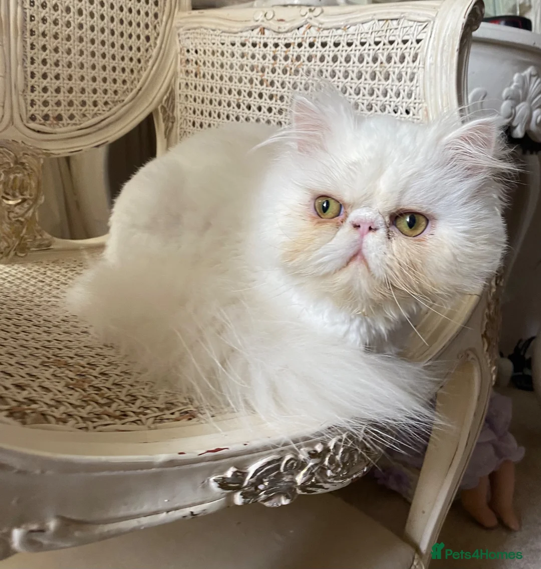 Persian cats for sale: Persian boy  - Advert 6