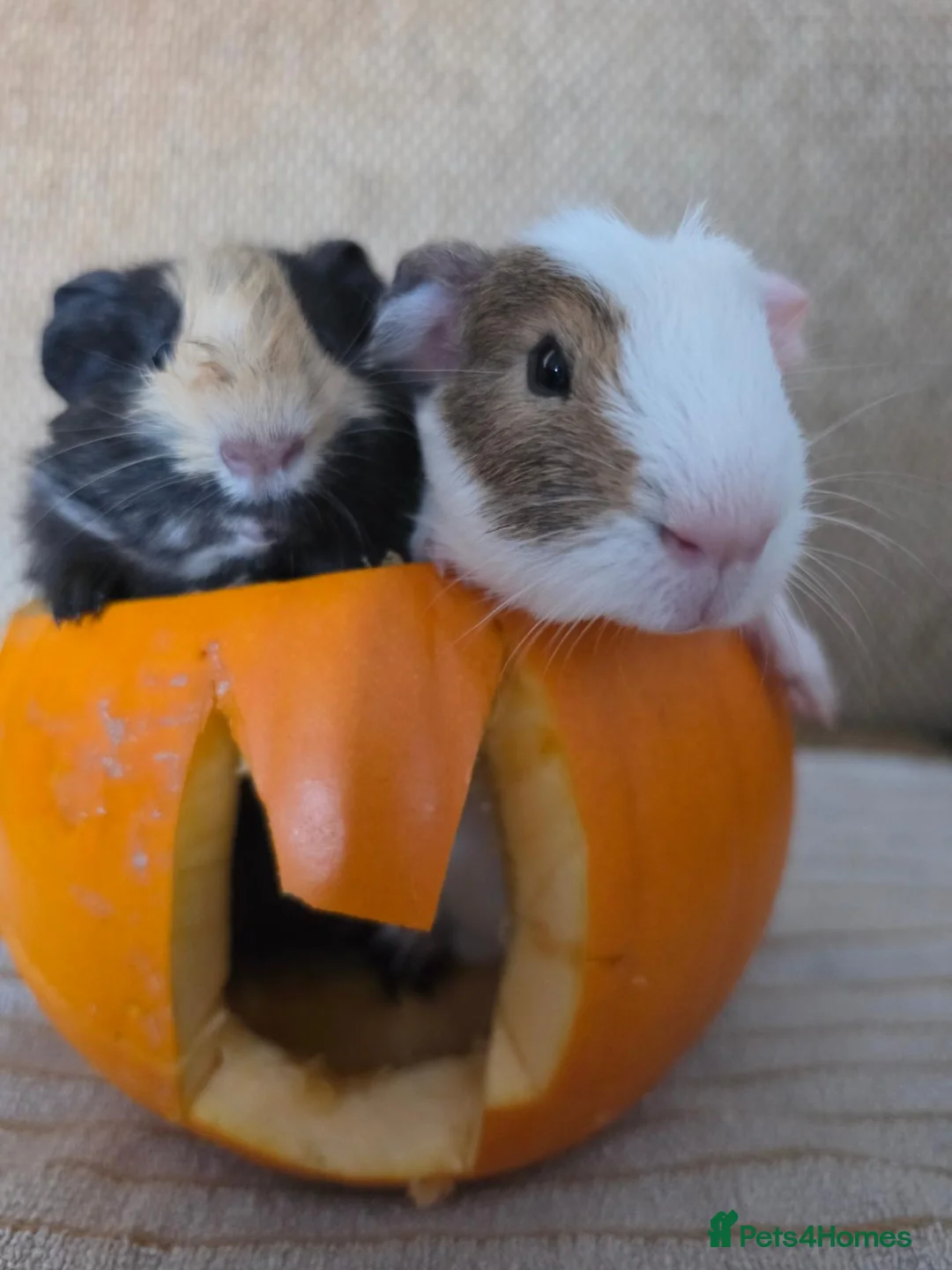 Mixed Breed rodents for sale: 2 bonded boys rtl - Advert 6