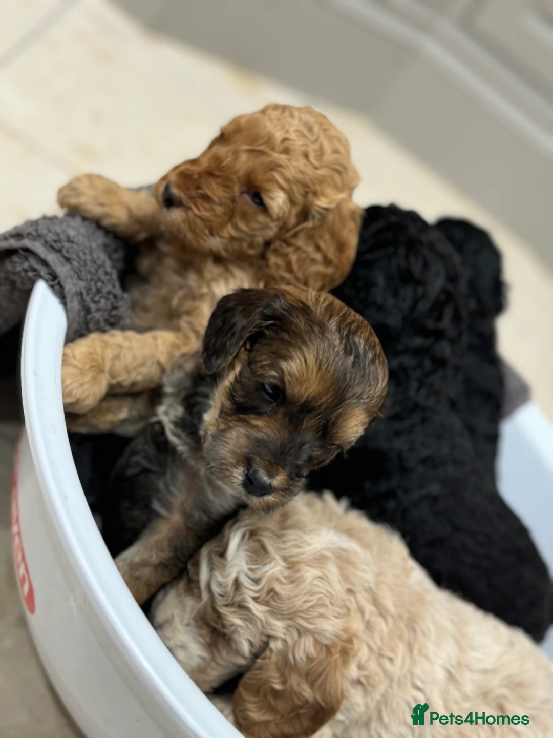 Cockapoo dogs for sale: Ready now!!Beautiful mini cockapoo puppy’s🩷🩵 - Advert 24