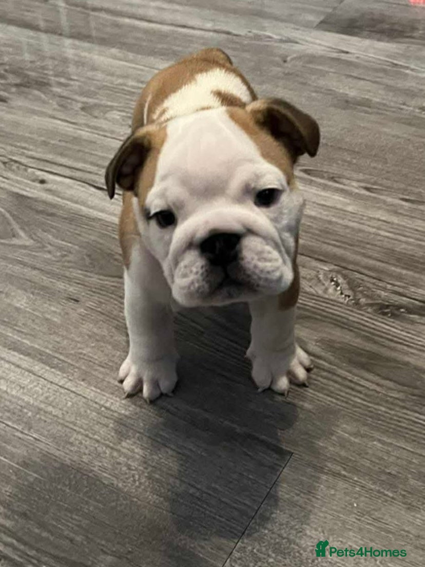 English Bulldog dogs English bulldog 1 male 1 female still available  - Advert 5