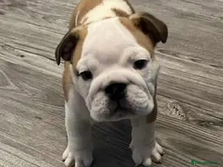 English Bulldog dogs English bulldog 1 male 1 female still available - Advert 5