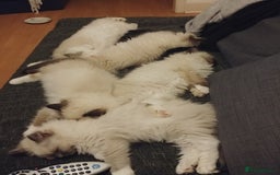 Ragdoll cats for stud: GCCF Active Register Seal Point Awesome Ragdoll in Luton - Image 19