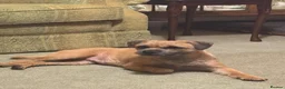 Border Terrier dogs for sale: One Stunning Dog Puppy For Sale - Advert 7