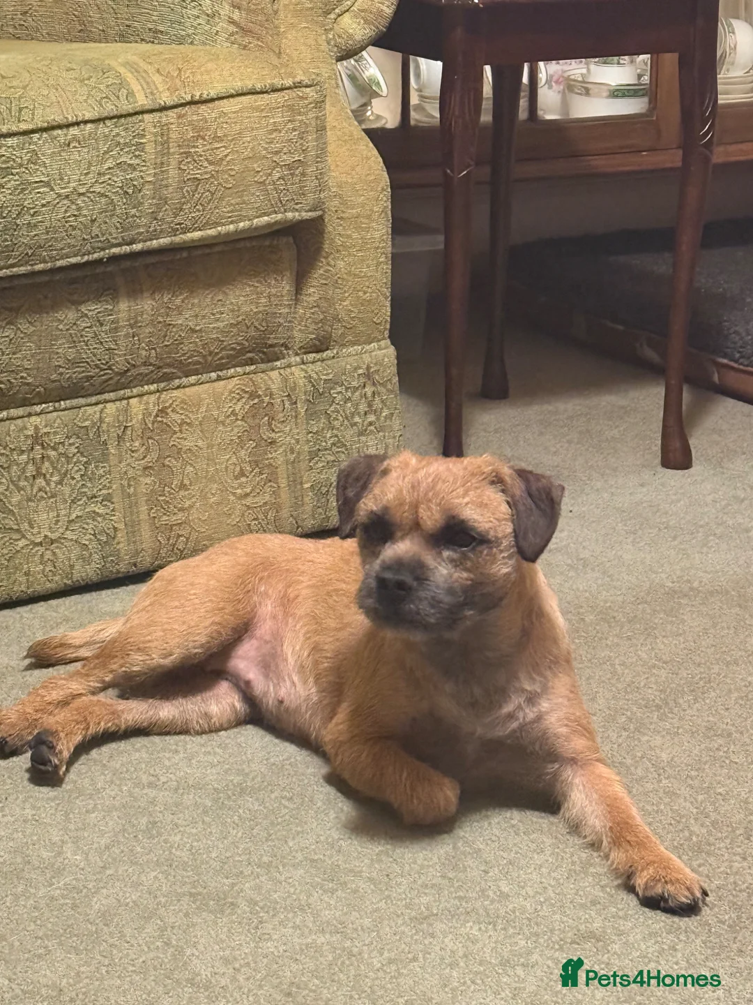 Border Terrier dogs for sale: One Stunning Dog Puppy For Sale - Advert 7