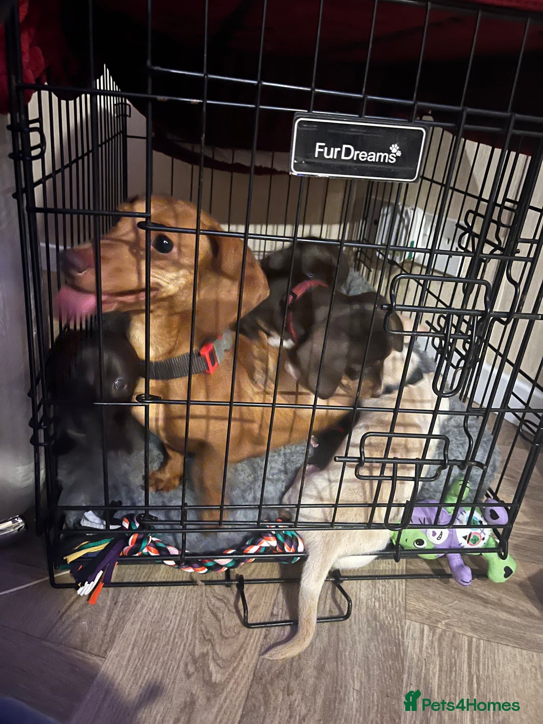 Miniature Dachshund dogs for sale: Kc registered smooth hair Miniature Dachshund’s - Advert 11