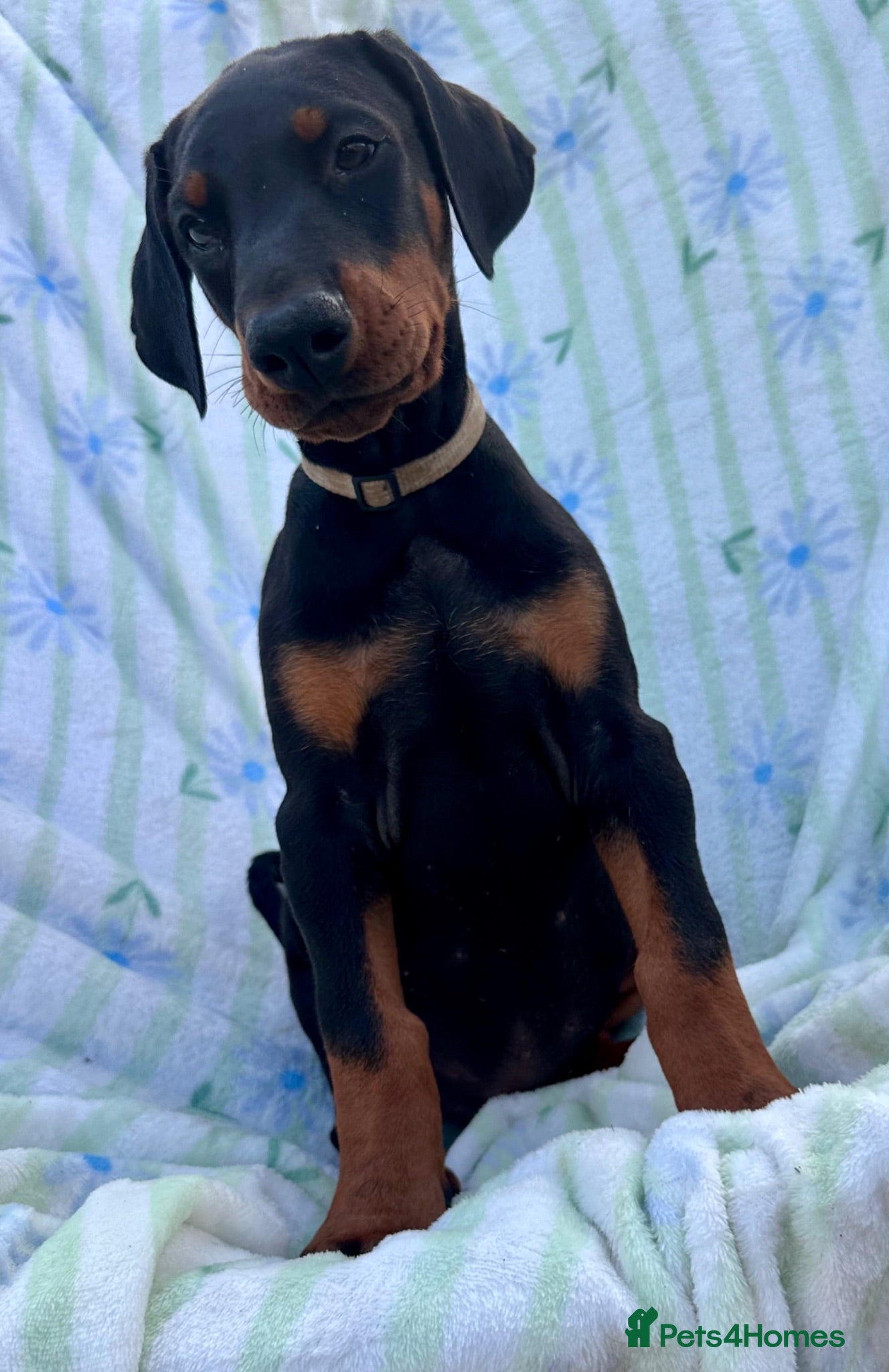 Dobermann dogs Health tested European puppies  - Advert 2