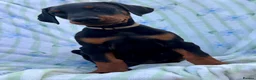 Dobermann dogs for sale: Health tested European puppies  - Advert 13