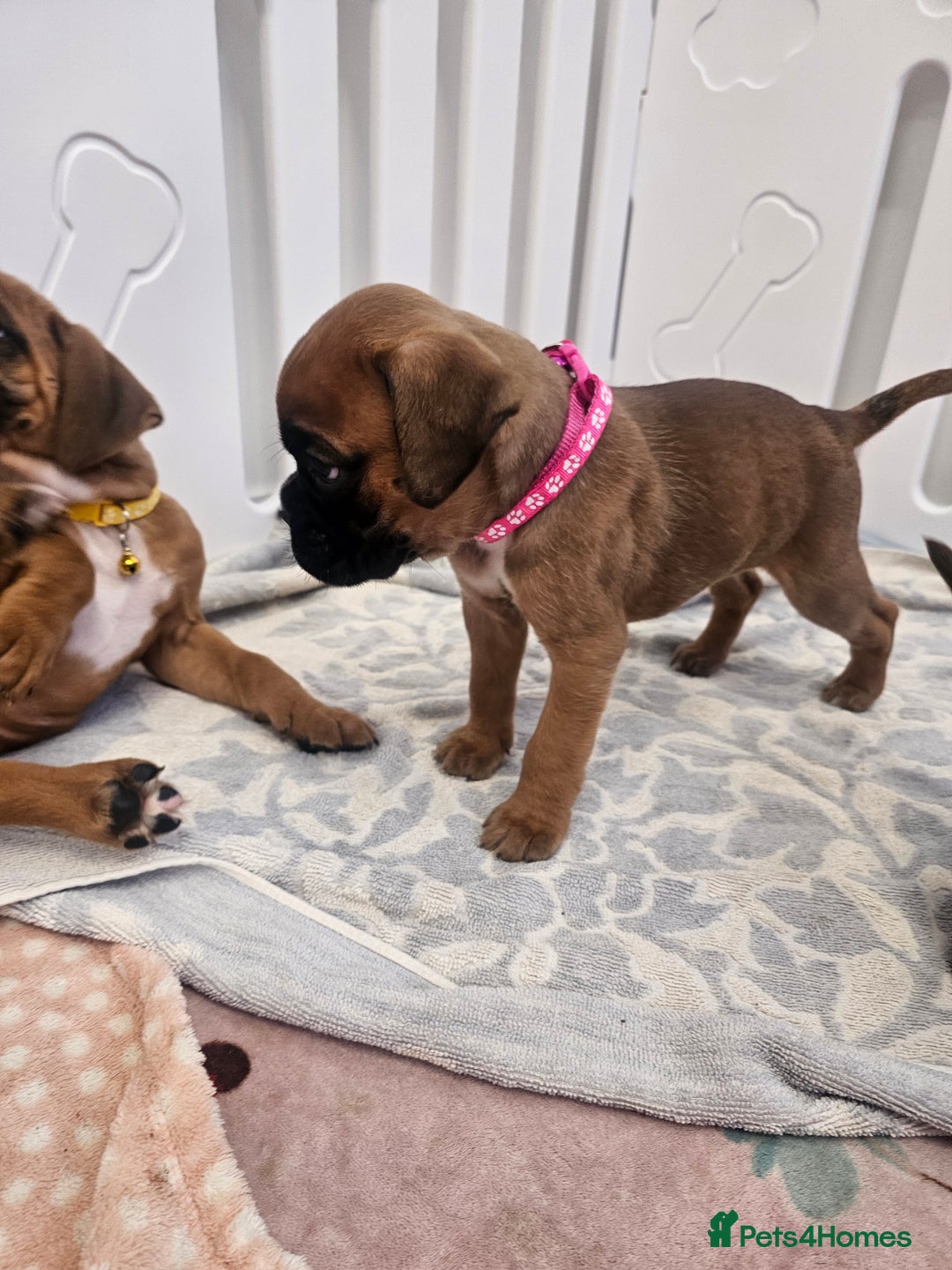 Boxer dogs for sale: Beautiful KC Registered Boxer Puppies - Advert 13