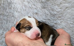 Jack Russell dogs for sale: ❤️3/4 Jack Russell babies ❤️ - Advert 14