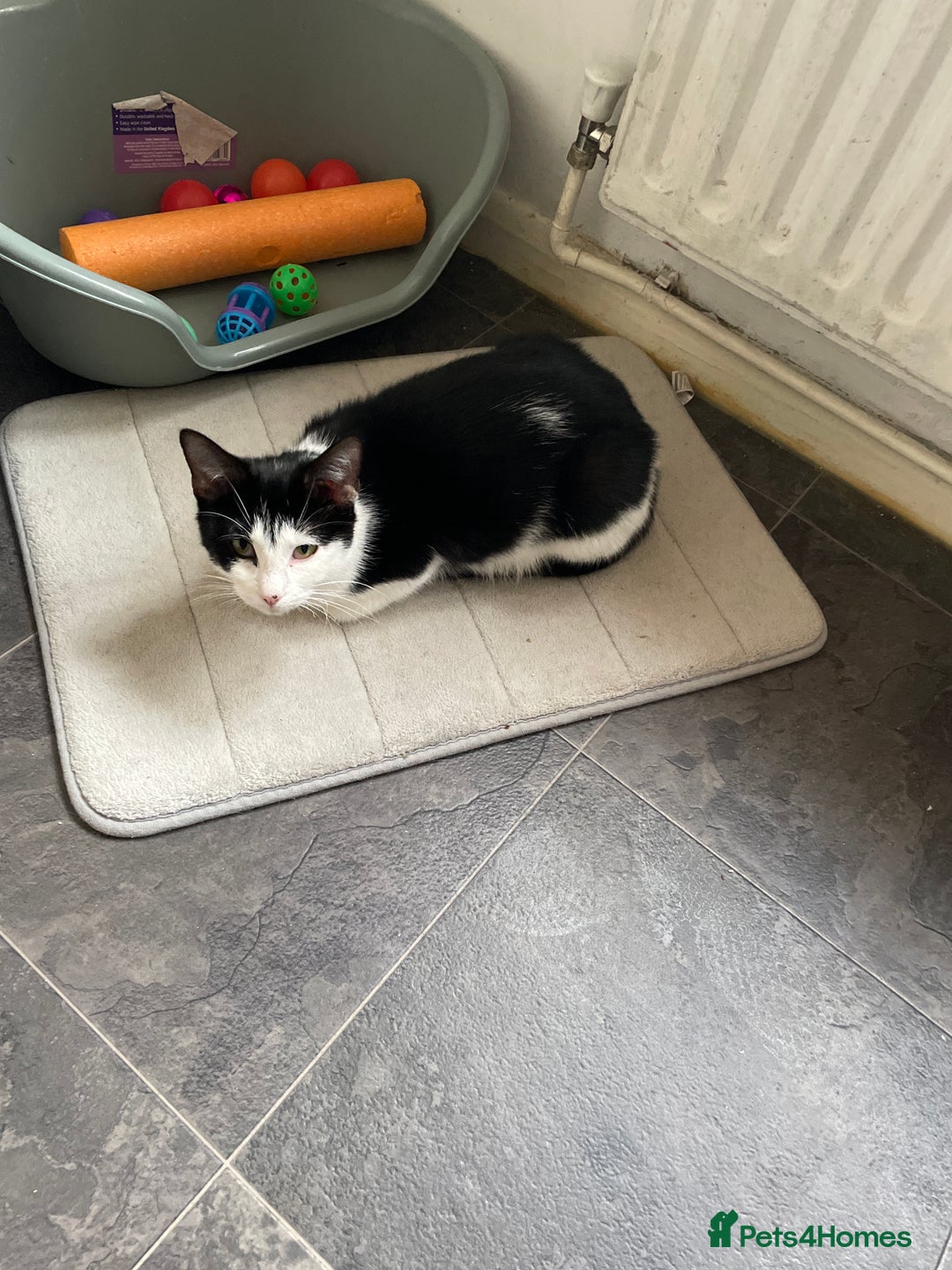 British Shorthair cats for sale: Tuxedo cats for sale  - Image 5