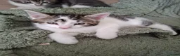 Mixed Breed cats for sale: 5 beutuful kittens are looking for their homes - Advert 2