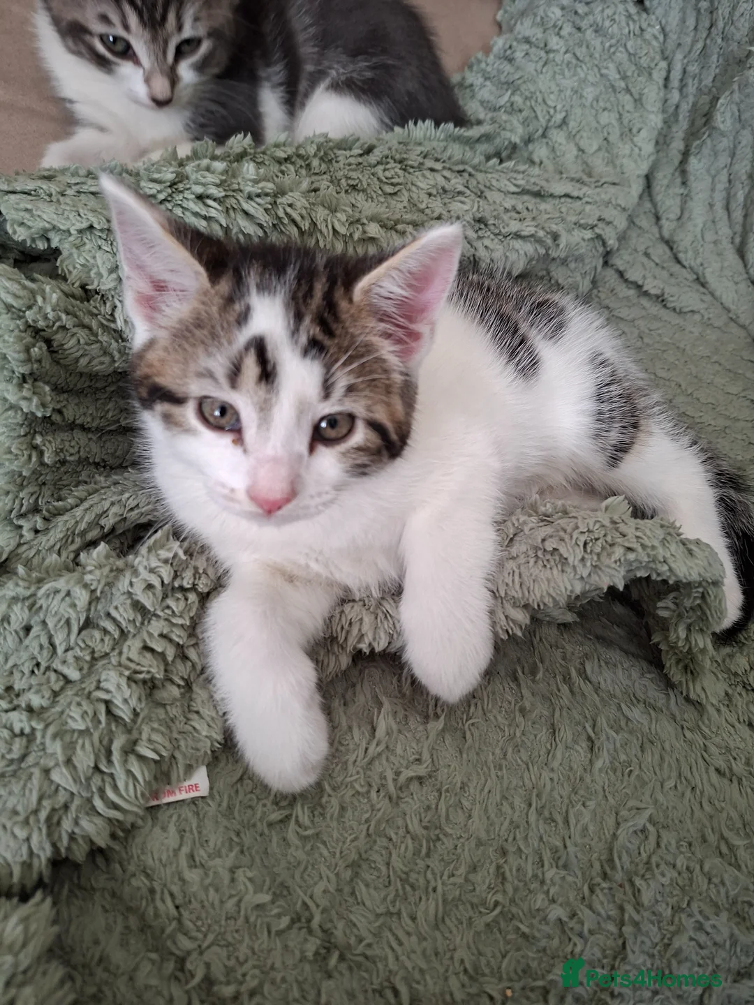 Mixed Breed cats for sale: 5 beutuful kittens are looking for their homes - Advert 2
