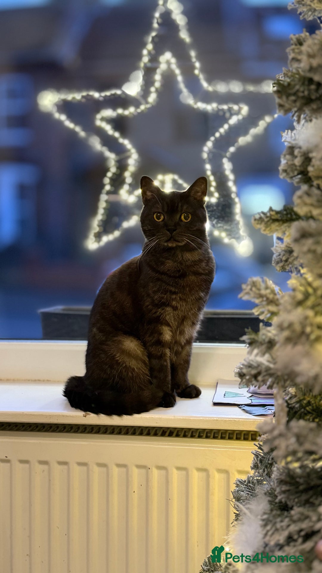 British Shorthair cats for sale: Half British shorthair kittens - Advert 2