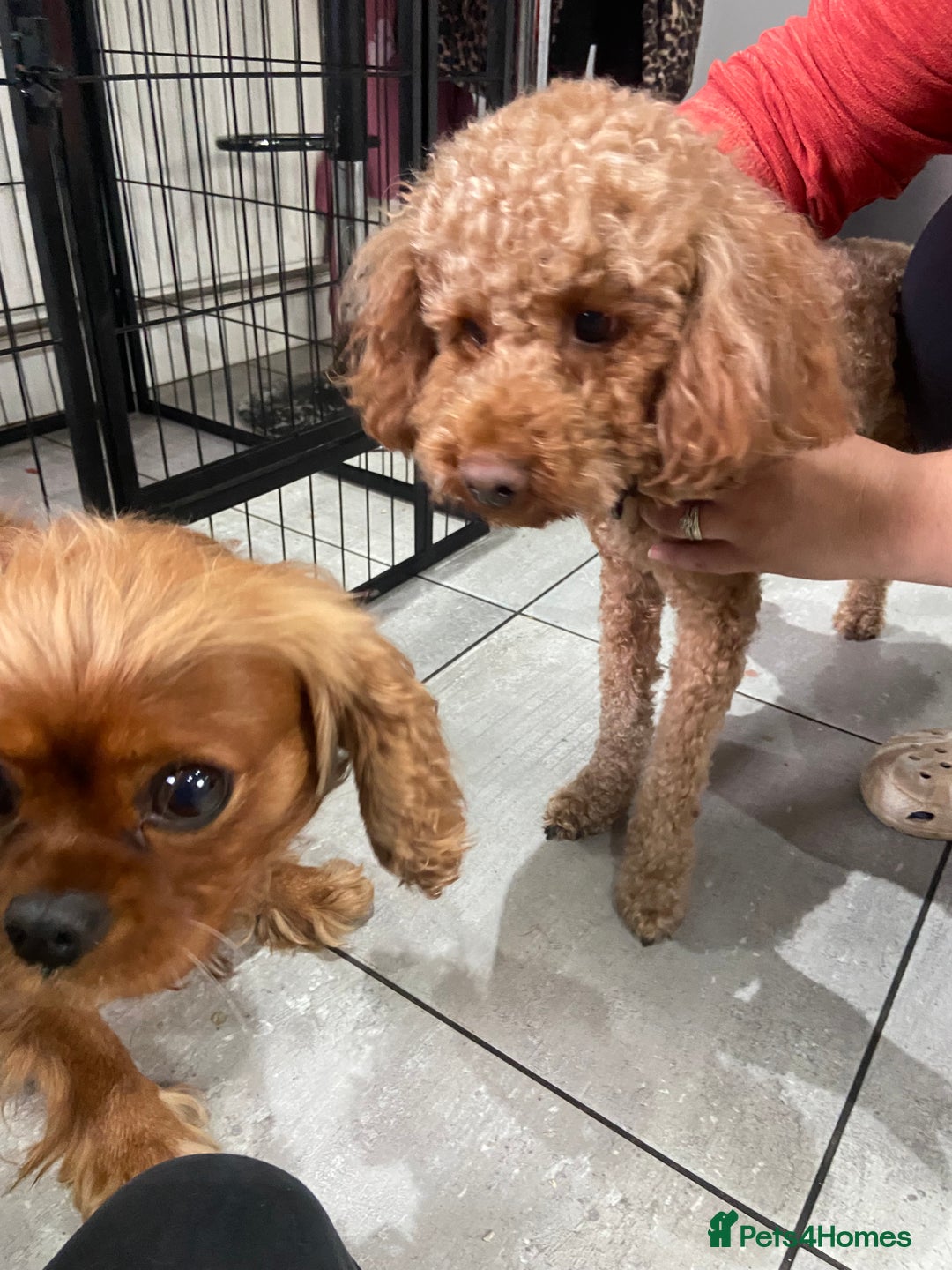 Cavapoo dogs for sale: Last 2 A1 Ruby/red Christmas Cavapoos 07816222523 in Derby - Image 8