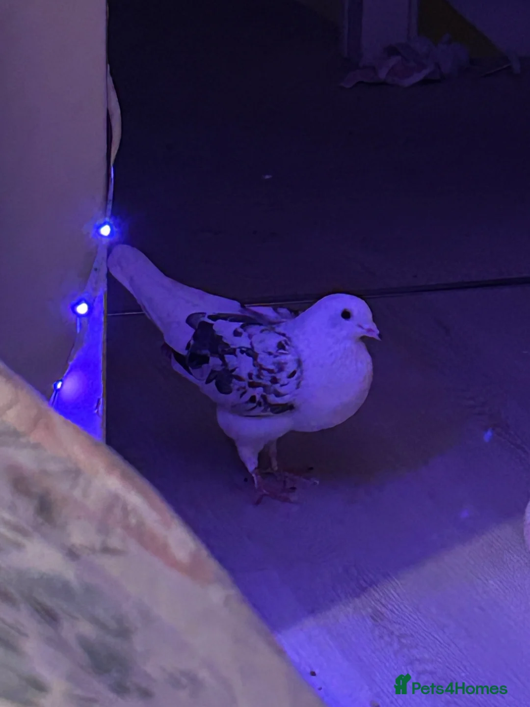 Pigeons birds for sale: Pigeon for sale in Sudbury - Advert 2