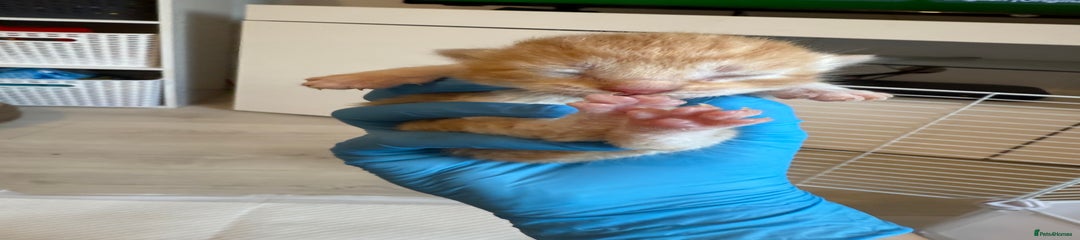 Domestic Shorthair Kitten 1