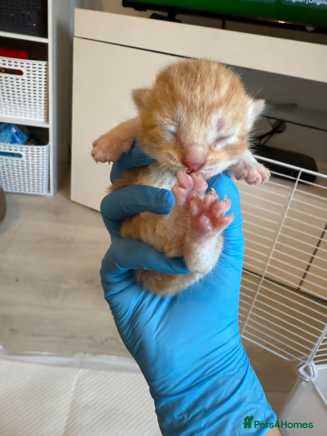 Domestic Shorthair cats for sale: 6 beautiful kittens available November - Image 6