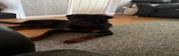 Rottweiler dogs for stud: male rottie for stud - Advert 2