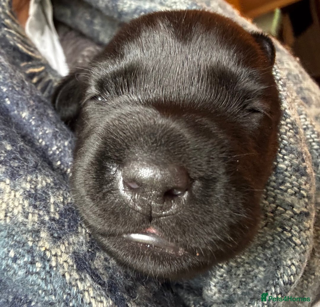 Labrador Retriever dogs for sale: Labrador Puppies  - Advert 17